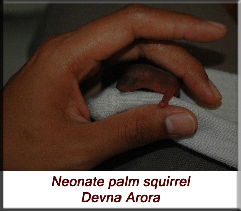 Devna Arora - Neonate - Indian palm squirrel